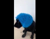 Dog joins bob trend wearing shaggy nee doh