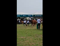 Champion bulls fighting 