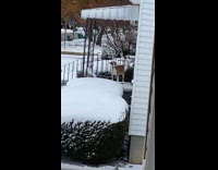 Dog on porch of wrong house 