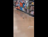Collab BitchMP - Guy is annoyed at a bird that won't leave the store