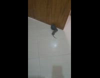 Rat plays with balloon