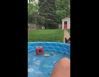 Brown bulldog plays fetch in backyard with black bulldog