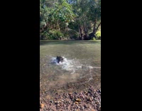 Dog likes to play catch in river