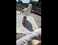 Seagull steals food from filmer on video. 
