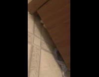 Cat throws poop through bottom of closed door 