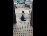 Black cat wont let dog inside store