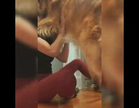 Collab Pets For All - Golden retriever dog greets licks girl 