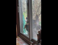 Turkey tries to get in peck glass door