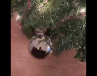 Pepper the cat plays with silver ornament 