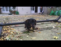 Slow motion black weiner dog jumps over bar to get to camera