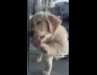 Puppy licks and bites the glass door 