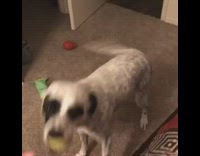 black dog trying to catch ball but fails 