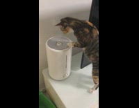 Cat touches humidifier 