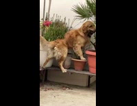 Golden retriever tries to balance on planter