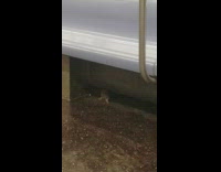 Rat Struggles to Walk on Moving Subway Car