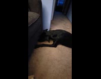 Dog tries to search toys under bed
