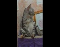 Pet cat sits on the top of the cabinet next to a picture frame