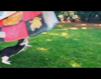 Pet kitten plays with the hanged blanket laundry