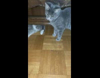 Grey cat plays with green bottle cap 