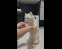 Cat on its Hind Legs Feeds on Treats