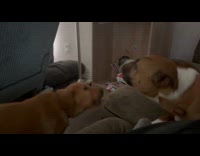 Two pet dogs bark at each other