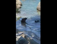 Collab BitchIG2 - Family of bears swimming in lake