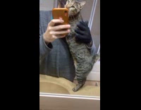 Collab PLC - Man wear gloves rub back of cat