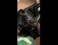 Black puppy tilts head howls squeaky toy 