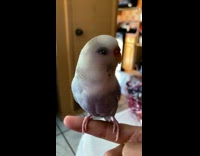 Filter on bird gives it human eyes 