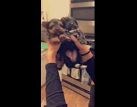 Guy holds two small puppy dogs dance 