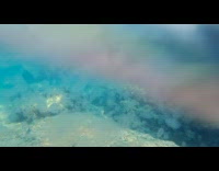 Large number of invasive jellyfish shown underwater