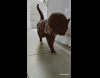 Black cat striped sweater fur hood walks 