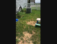 Puppy jumps on play table at backyard