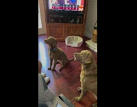 Owner teaching other dog daisy to shake 