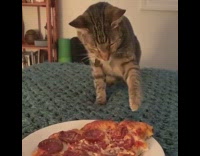 Cat tries to touch pizza slice bed