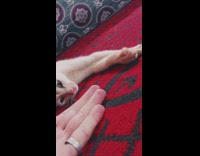Guy puts hand in front of kitten 