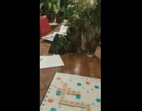 Cat take piece of scrabble from bag