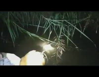 Guys catch green frog at night boat 