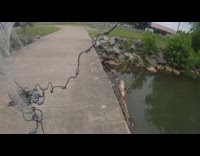 Bird landed on the filmers net on the river