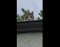 Grilled food on the storage waited by cat on the roof