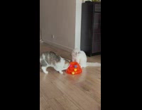 2 cats play with interactive toy tower