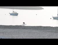 Collab Kook Of The Day - man trying to stand up and paddle board but ends up falling in water 
