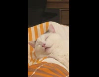 Pet cat lie down awaken with big eyes