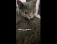 Woman touching cats fur that was cleaned