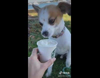 Dog eats puppicino whipped cream