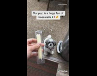 Dog does tricks for string cheese