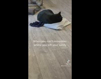 Black Cat Plays with White Pillow Cover