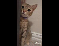Kitten hiding behind mirror jumps at camera 