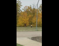 Woman in black dress poses at the maple trees