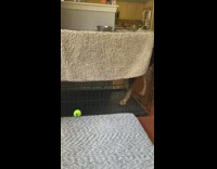 Dog inside crate tries to get ball outside crate